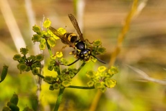 German Wasp [Vespula germanica]
