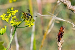German Wasp [Vespula germanica]