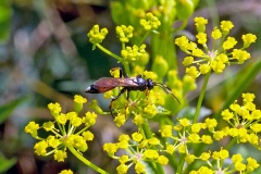 ichneumon wasp [Ichneumon suspiciosus?]