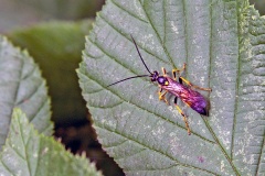 Yellow-tipped Darwin Wasp [Ichneumon stramentor?]
