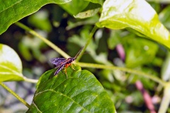 pimpline ichneumon wasp [Apechthis compunctor?]