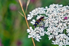 Marjoram Wasp-Sawfly [Tenthredo thompsoni]
