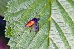 Large Rose Sawfly [Arge pagana]