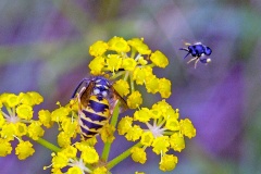chalcid wasp [Brachymeria tibialis]