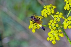 ichneumon wasp [Ichneumon confusor?]