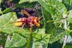European Hornet [Vespa crabro]
