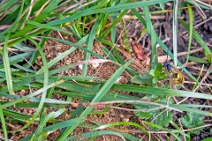 Common Wasp [Vespula vulgaris]