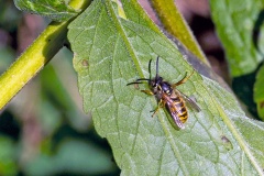 Common Wasp [Vespula vulgaris]