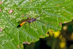 ichneumon wasp [Dusona circumspectans]