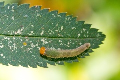 Curled Rose Sawfly [Allantus cinctus]