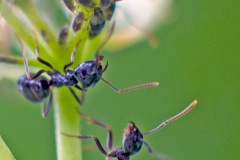 Common Dogwood-grass Aphid [Anoecia corni]