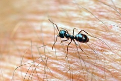 Jet Black Ant [Lasius fuliginosus?]