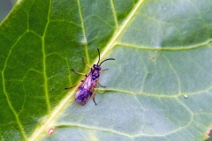 Curled Rose Sawfly [Allantus cinctus]