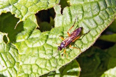 ichneumon wasp [Diphyus quadripunctorius]