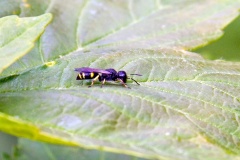 Common Ectemnius [Ectemnius continuus]