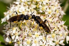 Dimorphic Strider [Macrophya montana]