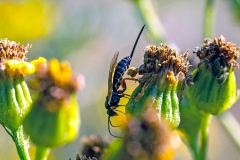 ichneumon wasp [Scambus sp.?]