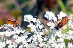 Turnip Sawfly [Athalia rosae]