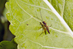 Black Slip Wasp [Pimpla rufipes?]
