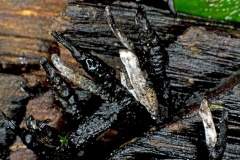 Candlesnuff [Xylaria hypoxylon ?]