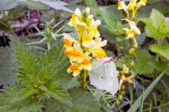 Common Brimstone [Gonepteryx rhamni rhamni]