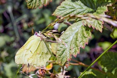 Common Brimstone [Gonepteryx rhamni]