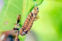 Purple Hairstreak [Favonius quercus]