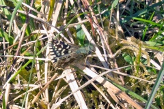Grizzled Skipper [Pyrgus malvae]