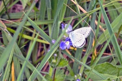 Small Blue [Cupido minimus]