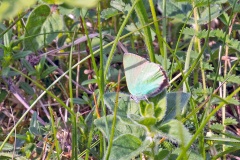 Green Hairstreak [Callophrys rubi]