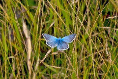 Chalk Hill Blue [Lysandra coridon]