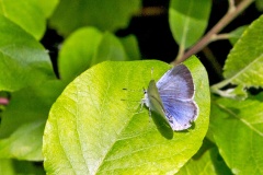 Holly Blue [Celastrina argiolus]