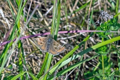 Dingy Skipper [Erynnis tages]
