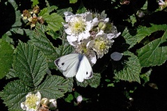 Green-veined White [Pieris napi sabellicae]