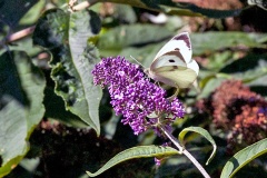 Large White [Pieris brassicae]