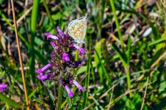 Brown Argus [Aricia agestis]