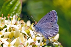 Small Blue [Cupido minimus]