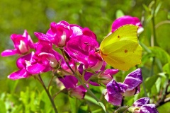 Common Brimstone [Gonepteryx rhamni]