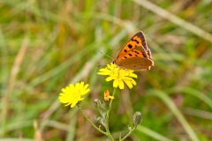 Small Copper [Lycaena phlaeas eleus]