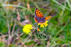 Small Copper [Lycaena phlaeas eleus]