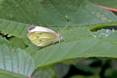 Large White [Pieris brassicae]