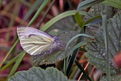 Green-veined White [Pieris napi sabellicae]