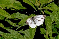 Green-veined White [Pieris napi sabellicae]