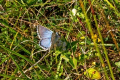 Chalk Hill Blue [Lysandra coridon]
