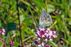 Chalk Hill Blue [Lysandra coridon]