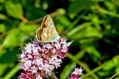 Brown Argus [Aricia agestis]