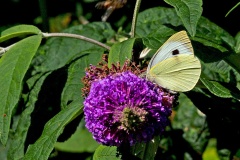 Large White [Pieris brassicae]