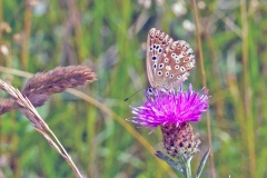 Chalk Hill Blue [Lysandra coridon]
