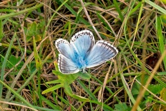 Chalk Hill Blue [Lysandra coridon]