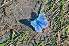Common Blue [Polyommatus icarus]